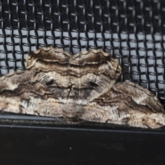 Scioglyptis lyciaria (White-patch Bark Moth) at Higgins, ACT - 4 Apr 2020 by AlisonMilton