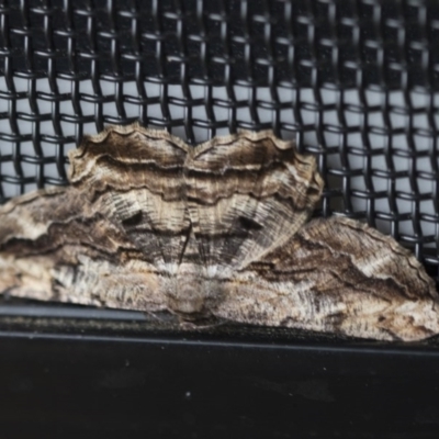 Scioglyptis lyciaria (White-patch Bark Moth) at Higgins, ACT - 3 Apr 2020 by AlisonMilton