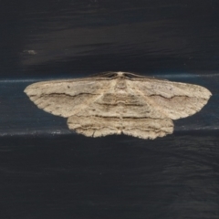 Euphronarcha luxaria (Striated Bark Moth) at Higgins, ACT - 29 Mar 2020 by AlisonMilton