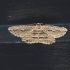 Euphronarcha luxaria (Striated Bark Moth) at Higgins, ACT - 30 Mar 2020 by AlisonMilton