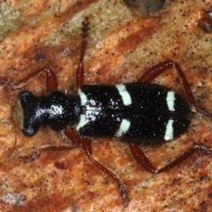 Lemidia nitens (A clerid beetle) at Mount Ainslie - 22 Aug 2020 by jb2602
