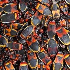 Dindymus versicolor (Harlequin Bug) at Mount Majura - 22 Aug 2020 by TimL