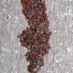 Dindymus versicolor at Majura, ACT - 22 Aug 2020