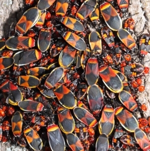 Dindymus versicolor at Majura, ACT - 22 Aug 2020