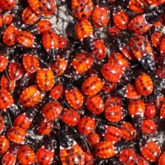 Dindymus versicolor (Harlequin Bug) at Mount Majura - 22 Aug 2020 by TimL