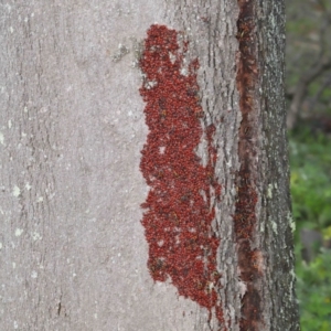 Dindymus versicolor at Majura, ACT - 22 Aug 2020