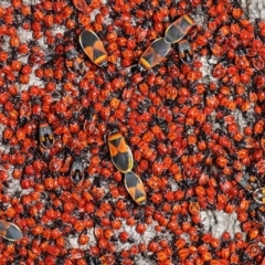 Dindymus versicolor at Majura, ACT - 22 Aug 2020