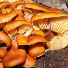 Flammulina velutipes (Velvet shank) at Mount Majura - 22 Aug 2020 by TimL