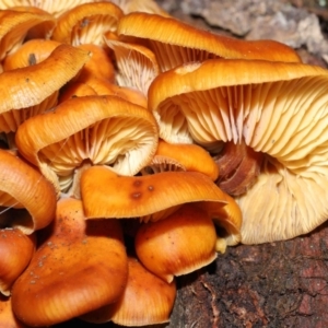 Flammulina velutipes at Majura, ACT - 22 Aug 2020 11:05 AM