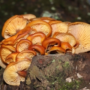 Flammulina velutipes at Majura, ACT - 22 Aug 2020 11:05 AM