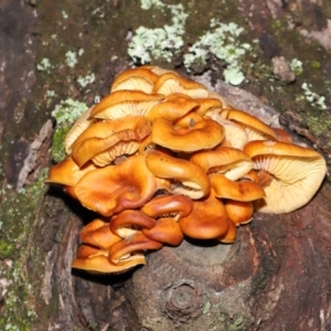 Flammulina velutipes at Majura, ACT - 22 Aug 2020 11:05 AM