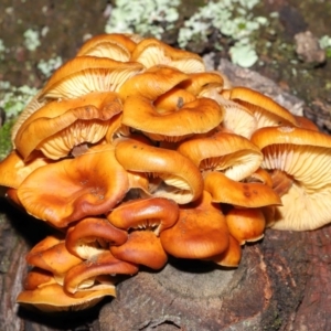 Flammulina velutipes at Majura, ACT - 22 Aug 2020