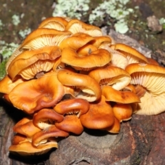 Flammulina velutipes at Majura, ACT - 22 Aug 2020