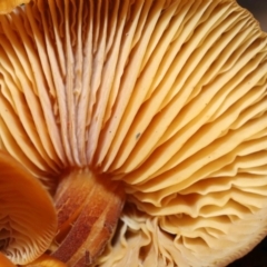 Flammulina velutipes at Majura, ACT - 22 Aug 2020