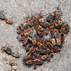 Dindymus versicolor (Harlequin Bug) at Majura, ACT - 22 Aug 2020 by TimL