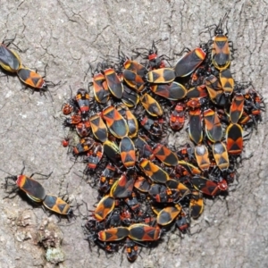 Dindymus versicolor at Majura, ACT - 22 Aug 2020