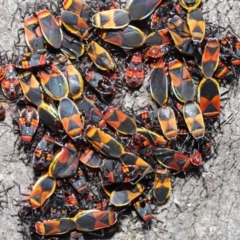 Dindymus versicolor at Majura, ACT - 22 Aug 2020