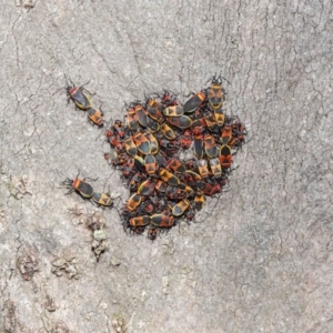 Dindymus versicolor at Majura, ACT - 22 Aug 2020