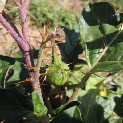 Solanum cinereum (Narrawa Burr) at Rob Roy Range - 31 Mar 2020 by michaelb