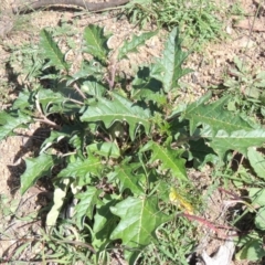 Solanum cinereum at Banks, ACT - 31 Mar 2020 05:20 PM