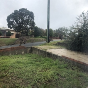 Macropus giganteus at Albury, NSW - 1 Jun 2020