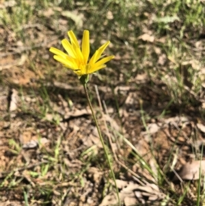 Microseris lanceolata at Castle Creek, VIC - 18 Sep 2018 09:31 AM