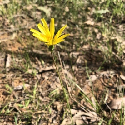 Microseris lanceolata (Yam Daisy) at Castle Creek, VIC - 17 Sep 2018 by AmandaCohn