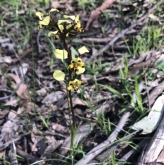 Diuris pardina (Leopard Doubletail) at Wodonga, VIC - 17 Sep 2018 by AmandaCohn