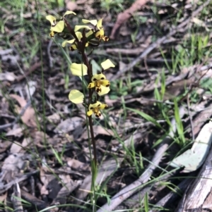 Diuris pardina at WREN Reserves - suppressed