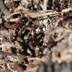 Papyrius nitidus (Shining Coconut Ant) at Farrer Ridge - 23 Aug 2020 by rawshorty