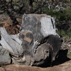 Papyrius nitidus at Wanniassa, ACT - suppressed