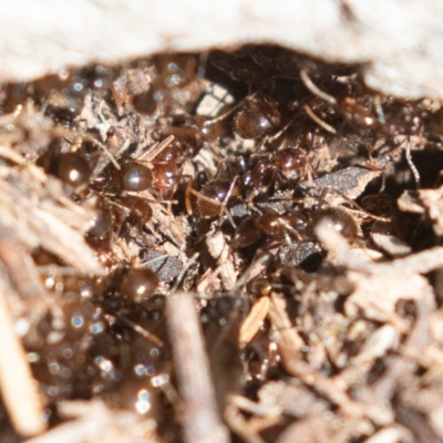 Papyrius nitidus (Shining Coconut Ant) at Tuggeranong DC, ACT - 23 Aug 2020 by rawshorty