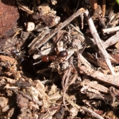 Papyrius nitidus (Shining Coconut Ant) at Tuggeranong DC, ACT - 23 Aug 2020 by rawshorty