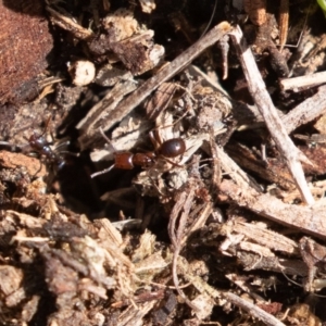 Papyrius nitidus at Tuggeranong DC, ACT - suppressed