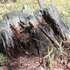 Papyrius nitidus at Tuggeranong DC, ACT - suppressed