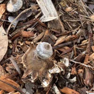 Geastrum tenuipes (An earthstar) at Fowles St. Woodland, Weston - 22 Aug 2020 by AliceH