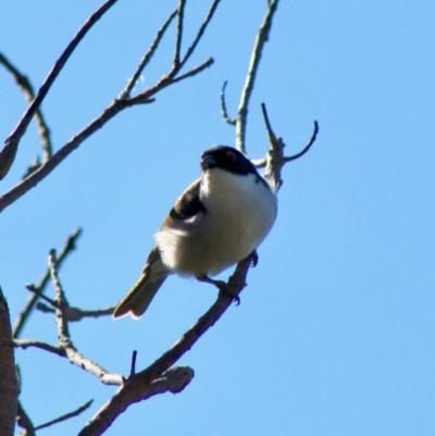 Melithreptus lunatus (White-naped Honeyeater) at Batemans Marine Park - 23 Aug 2020 by LisaH