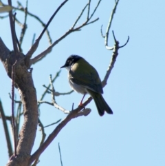 Melithreptus lunatus at Guerilla Bay, NSW - 23 Aug 2020 12:15 PM