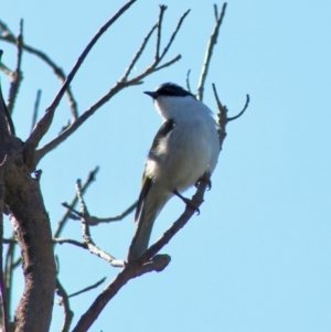 Melithreptus lunatus at Guerilla Bay, NSW - 23 Aug 2020 12:15 PM