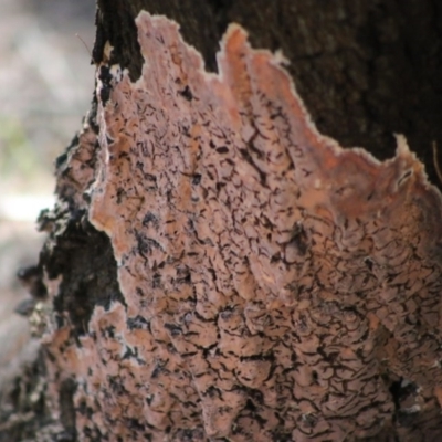 Unidentified Cup or disk - with no 'eggs' at Moruya, NSW - 23 Aug 2020 by LisaH