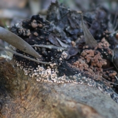 Phlebia sp. at Broulee Moruya Nature Observation Area - 23 Aug 2020 by LisaH