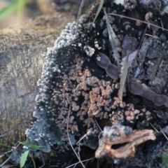 Phlebia sp. at suppressed - suppressed