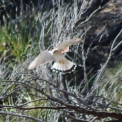 Falco cenchroides (Nankeen Kestrel) at Guerilla Bay, NSW - 23 Aug 2020 by LisaH