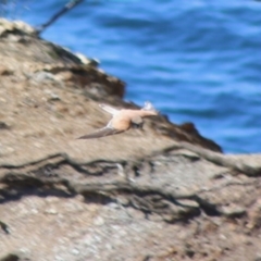 Falco cenchroides at Guerilla Bay, NSW - 23 Aug 2020