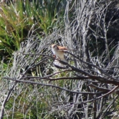 Falco cenchroides at Guerilla Bay, NSW - 23 Aug 2020