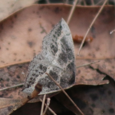 Lepidoptera unclassified ADULT moth (Unidentified - Moth) at Broulee Moruya Nature Observation Area - 23 Aug 2020 by LisaH