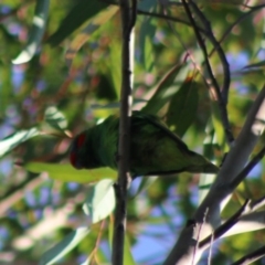 Glossopsitta concinna (Musk Lorikeet) at Broulee Moruya Nature Observation Area - 22 Aug 2020 by LisaH