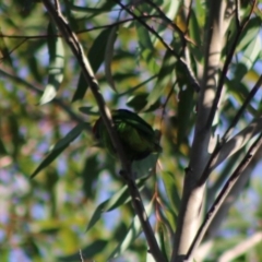 Glossopsitta concinna at Moruya, NSW - suppressed