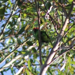 Glossopsitta concinna at Moruya, NSW - suppressed