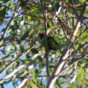 Glossopsitta concinna at Moruya, NSW - suppressed